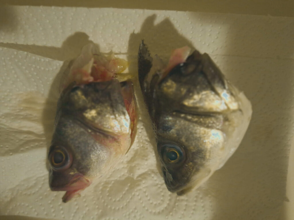 37 whatsapp image 2026 02 16 at 13