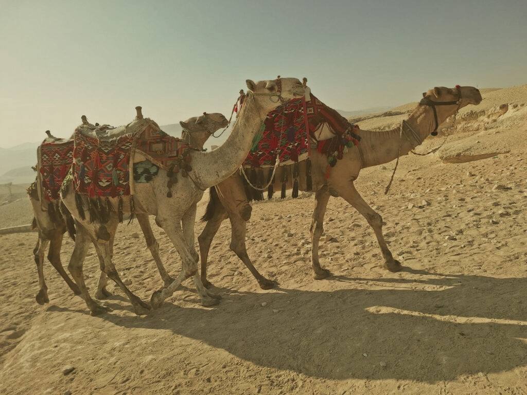 40 whatsapp image 2026 02 16 at 13